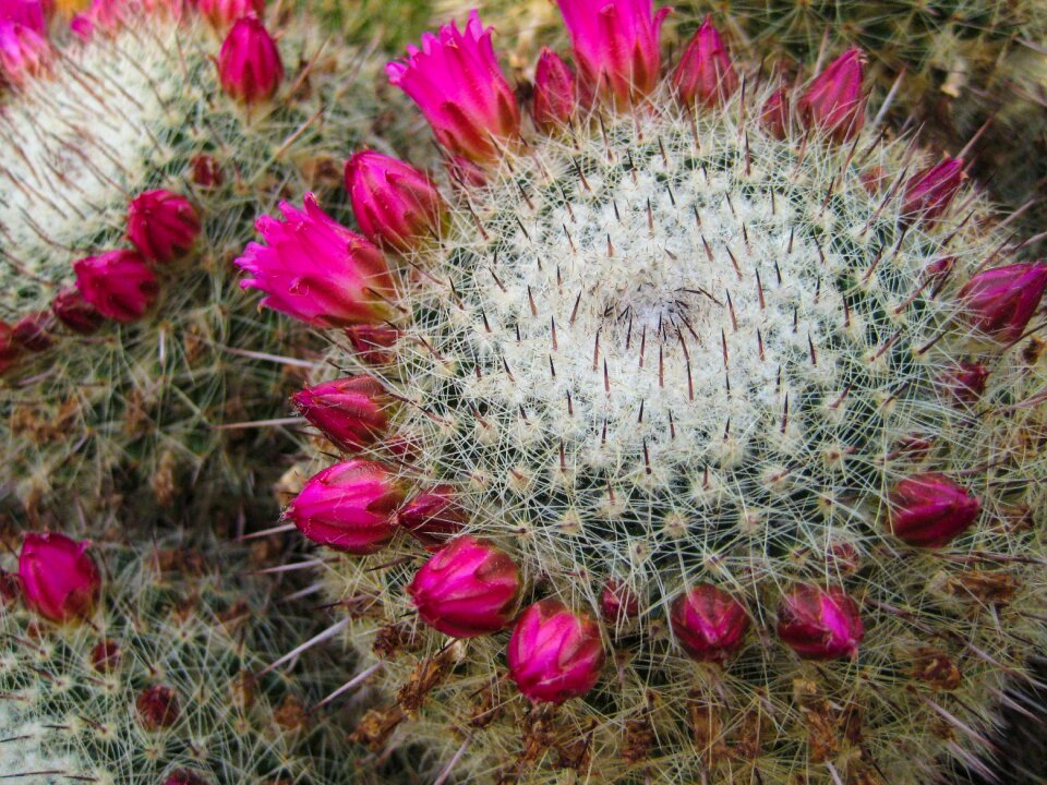 Prickly thorns magenta
