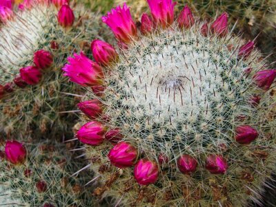Prickly thorns magenta