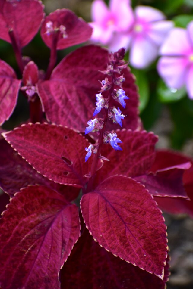 Bloom nature blossom