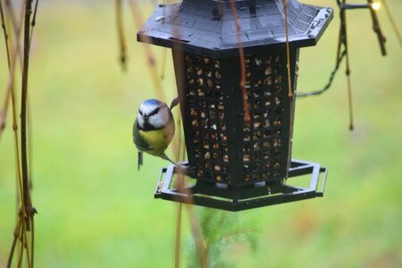 Bird blue tit nature