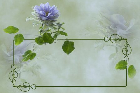 Nature frame climber plant