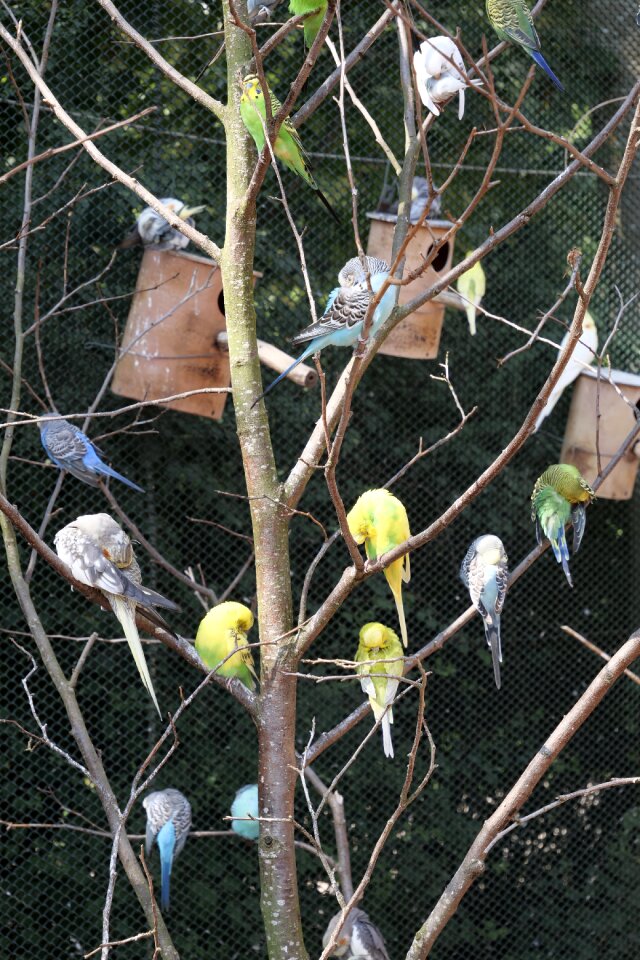 Sleep plumage animals