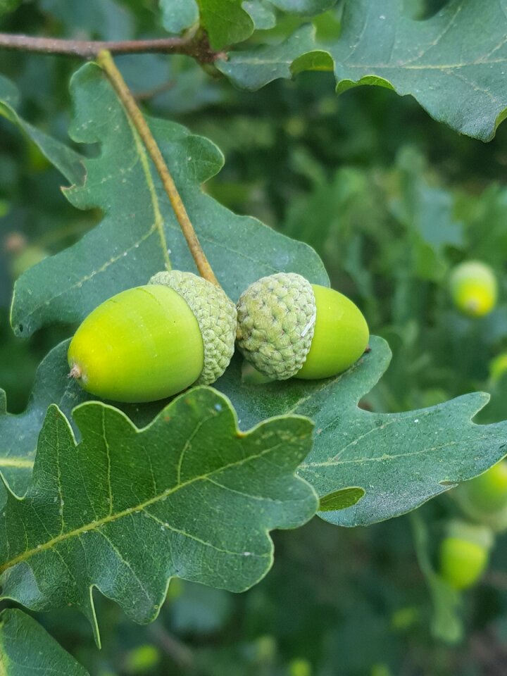 Nature forest acorns