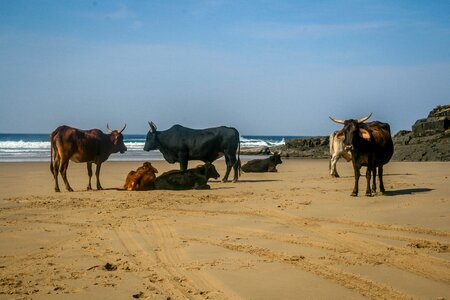 Animal agriculture countryside photo