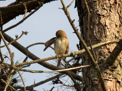 Wing pine tree