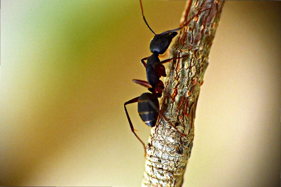 Lasius niger animalia arthopod