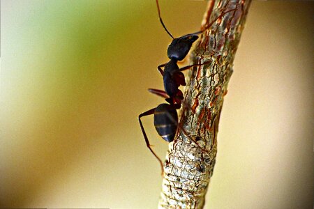 Lasius niger animalia arthopod photo