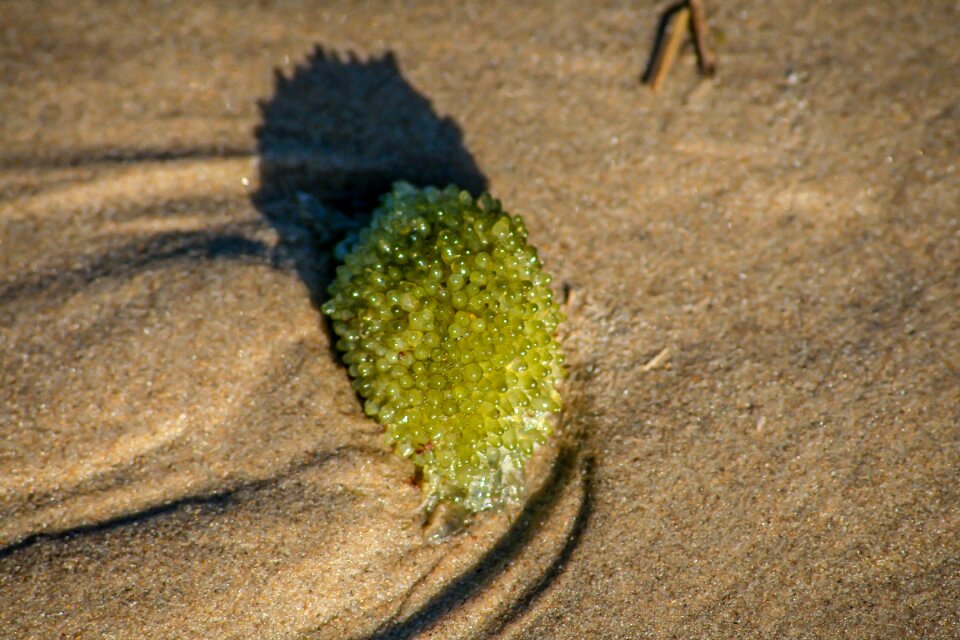 Ocean coast