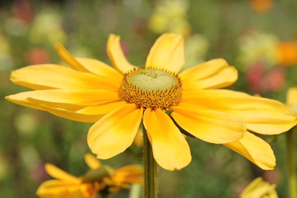 Close up wild flower bloom