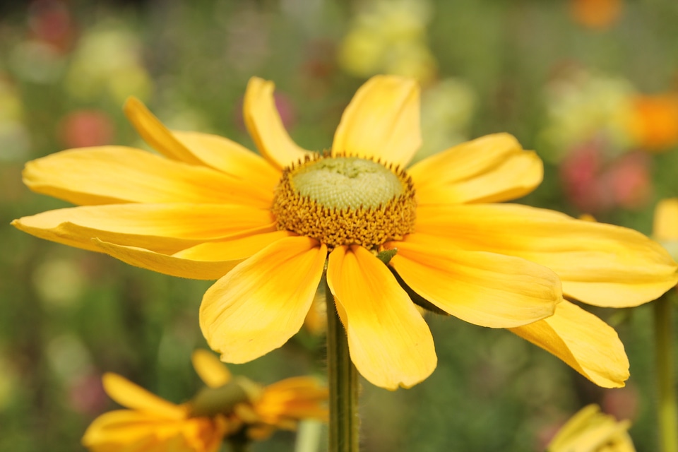 Close up wild flower bloom photo