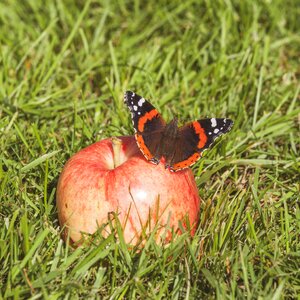 Insect wing garden
