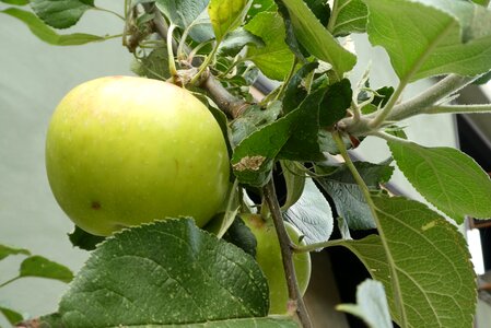 Vitamins healthy food