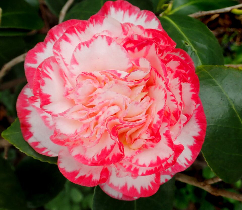 Bloom plant shrub