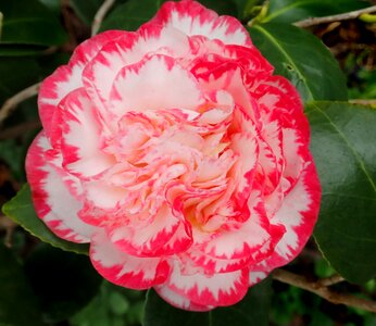 Bloom plant shrub