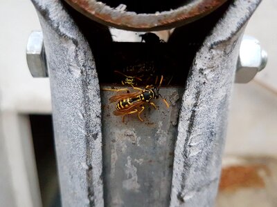 Nest outdoor metal