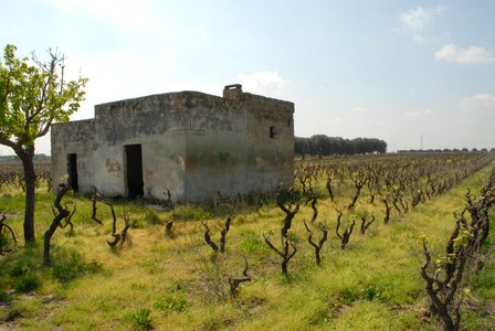 Screw vine rural house
