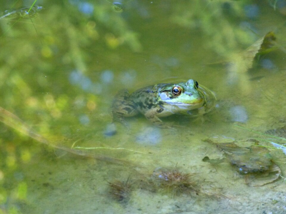 Wildlife summer nature
