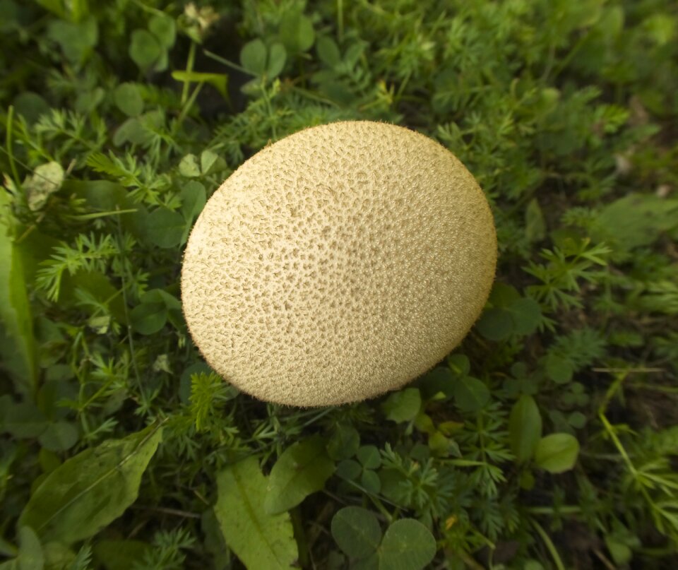 Edible wild meadow