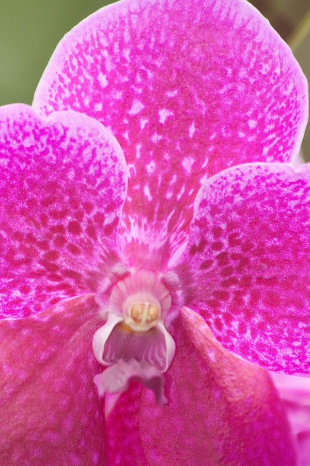 Flower blossom bloom