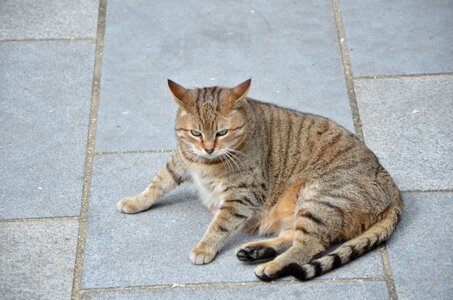 Tiger cat domestic cat mackerel photo