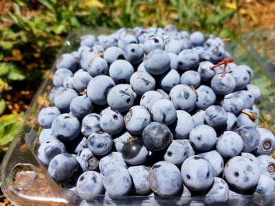 Nature blue