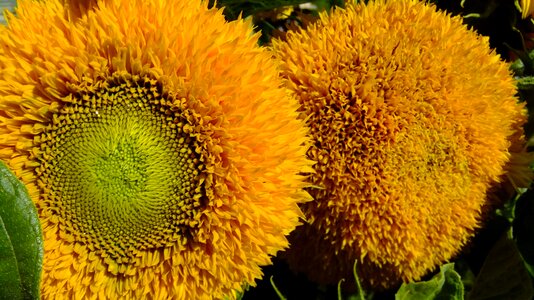 Yellow flora nature