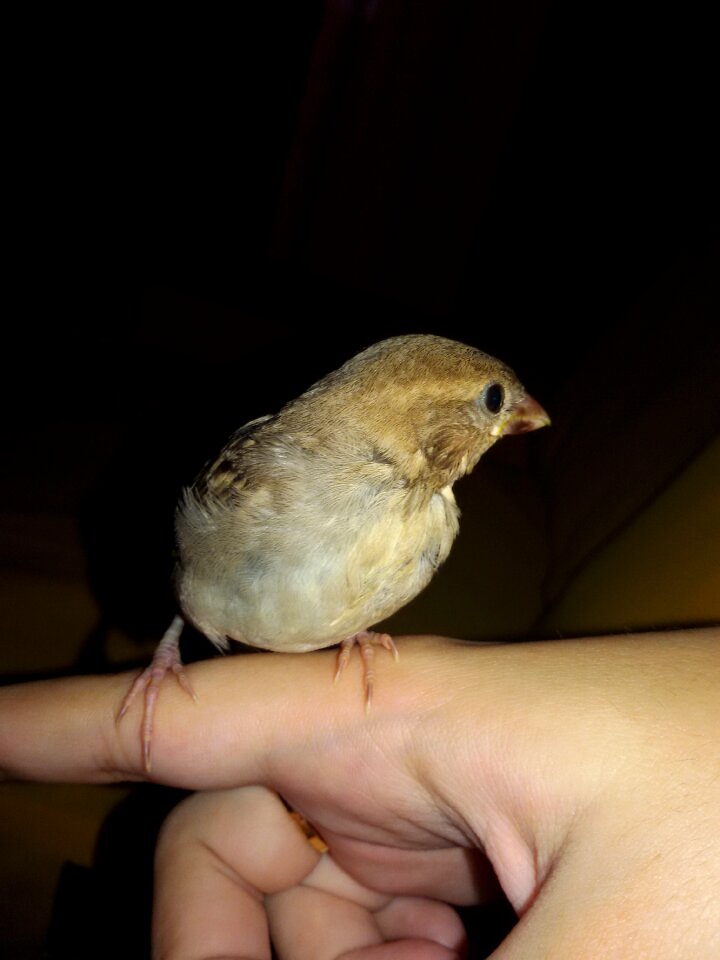 Wing feather