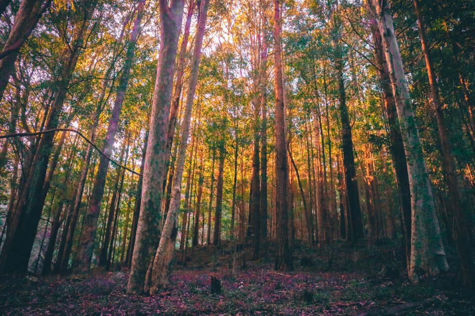 Woods autumn light