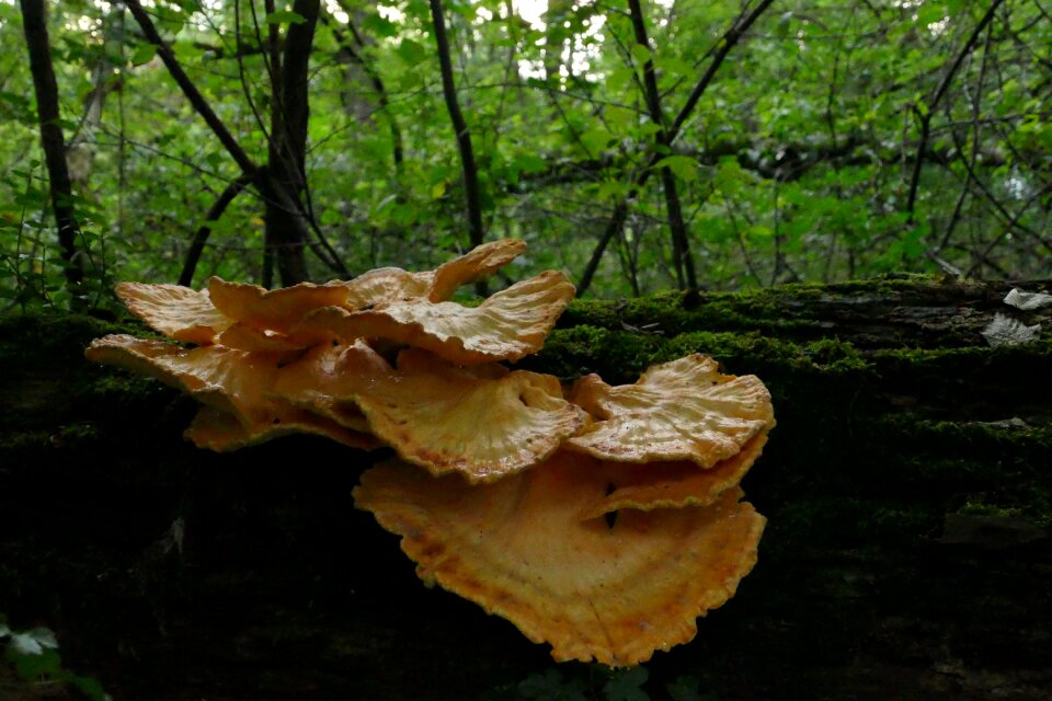 Forest nature autumn
