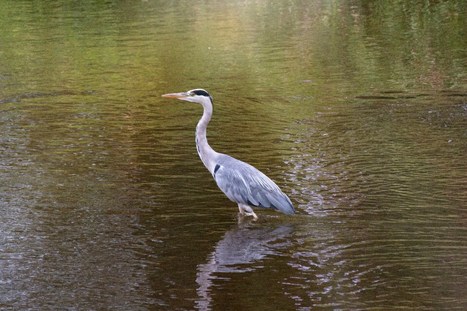Feather wade lake