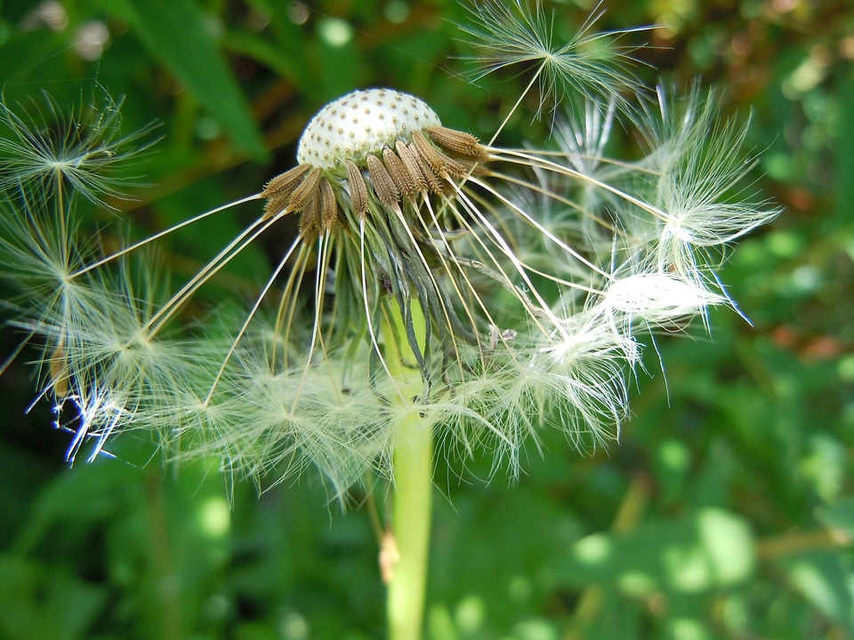 Gone with the wind nature close up