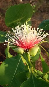 Blossom australia