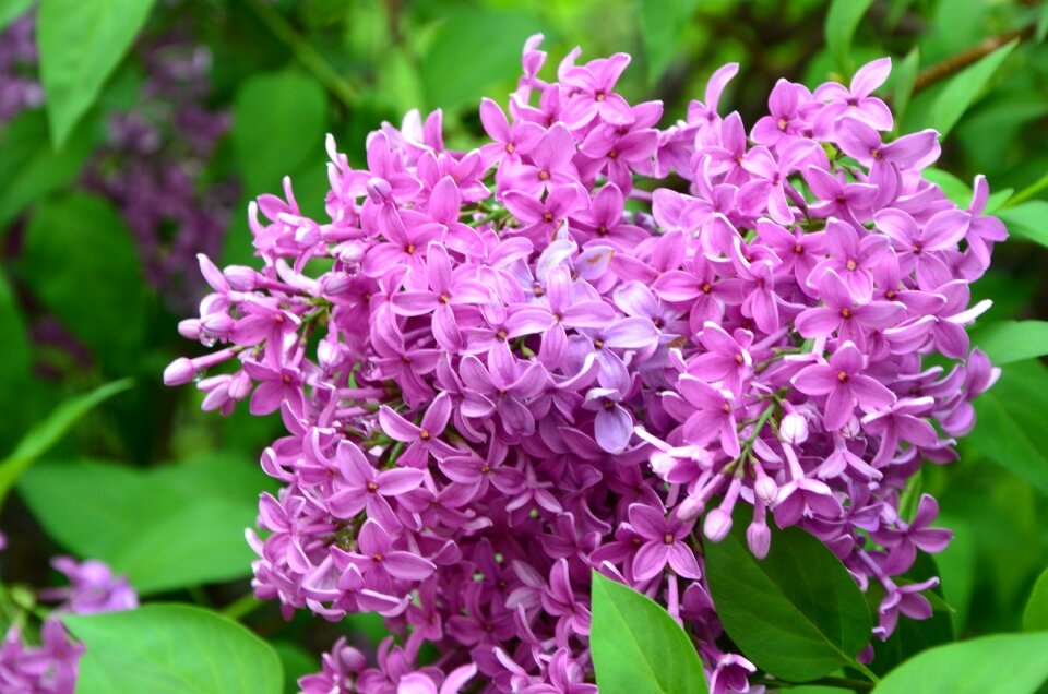 Flower violet nature