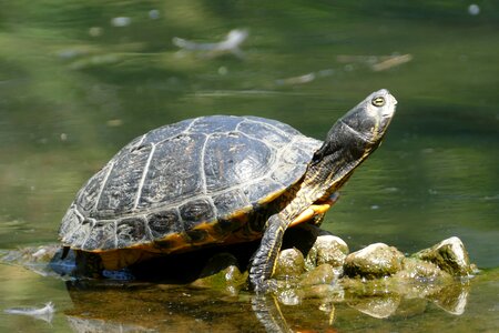 Turtle animal nature
