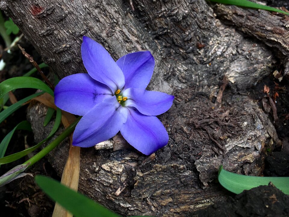 Blue nature petals