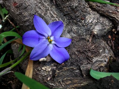Blue nature petals