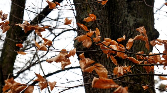 Fall tree forest