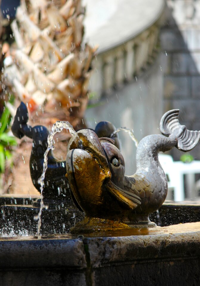 Fish gushing artistic