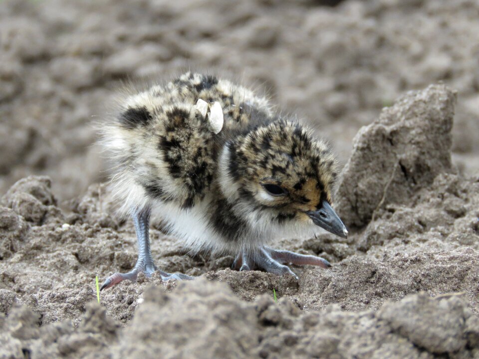 Young pul meadow bird
