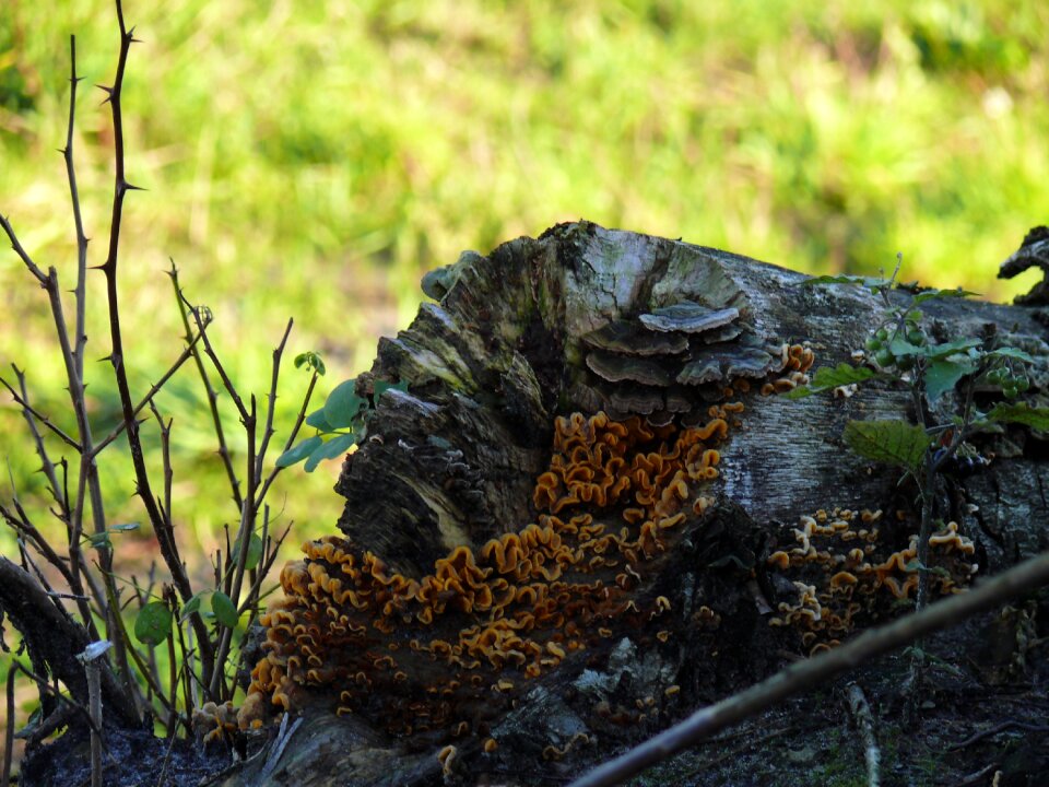 Mushroom agaric nature