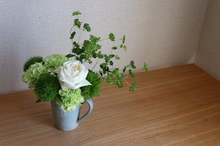 Botany flowering bloom
