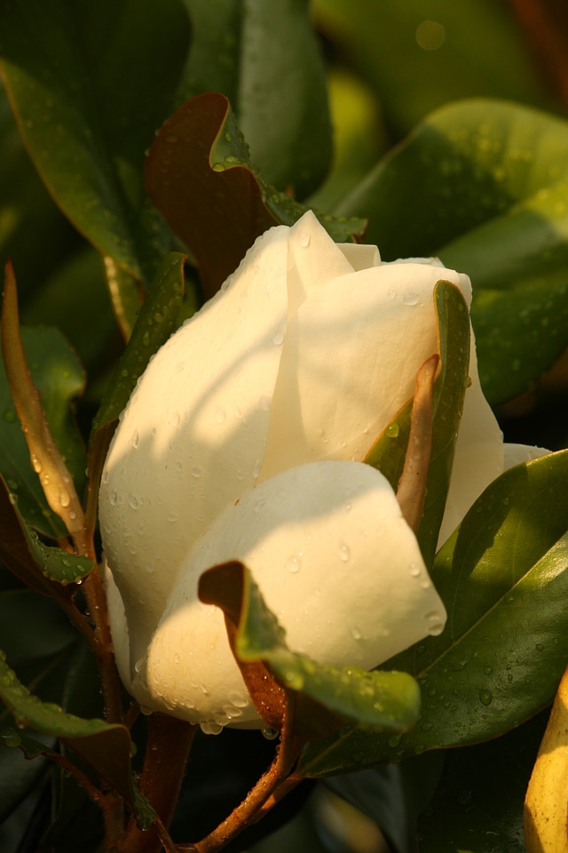 Floral blossom petal