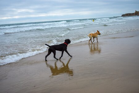 Dogs sea beach photo
