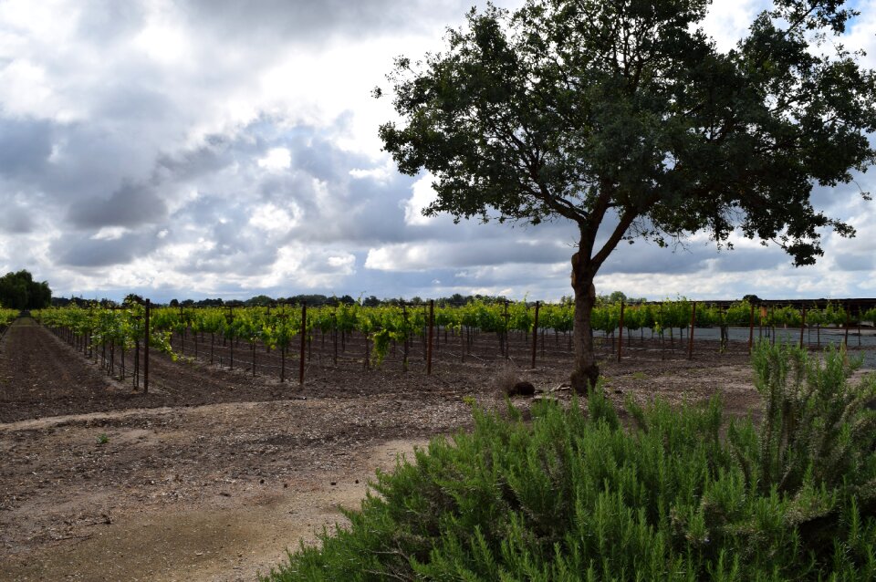 Harvest vines agriculture