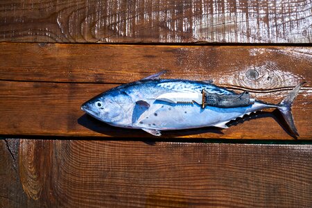 Sharp fresh catch