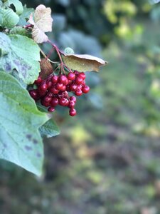 Bush viburnum berry