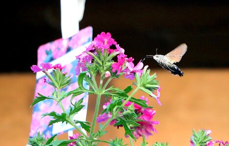Butterfly insect flying photo