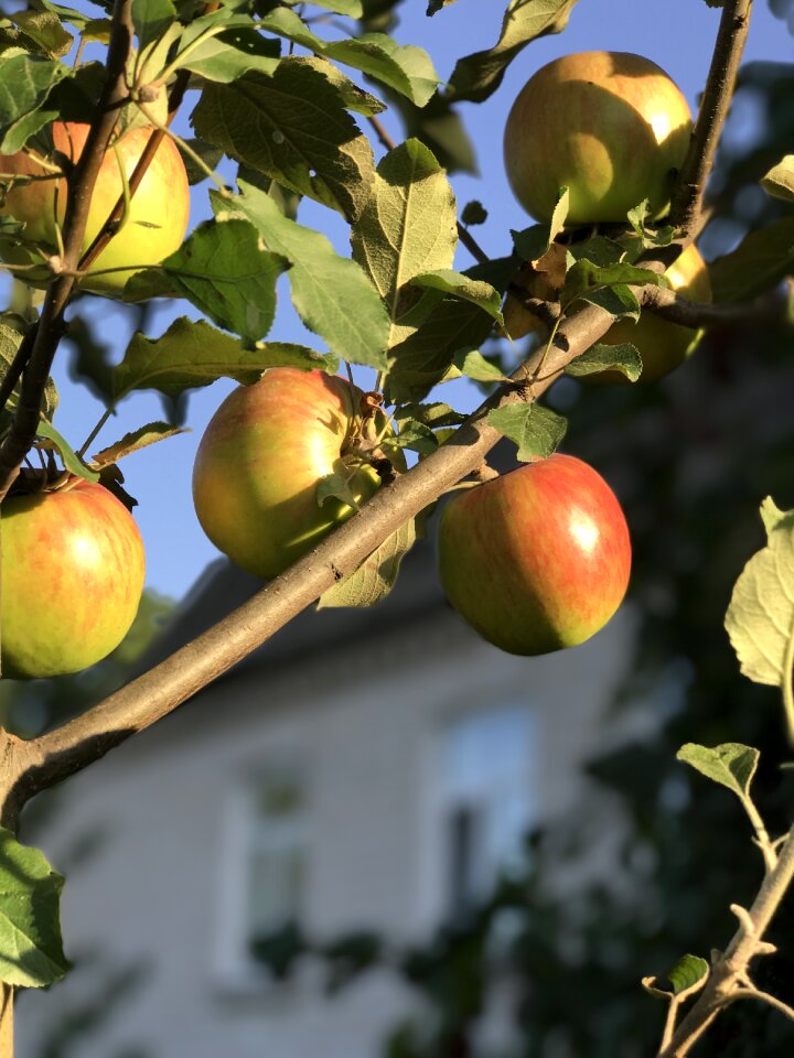 Apple tree apples tree