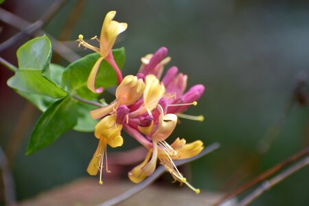 Flower bloom plant