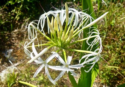 Circular spring flora